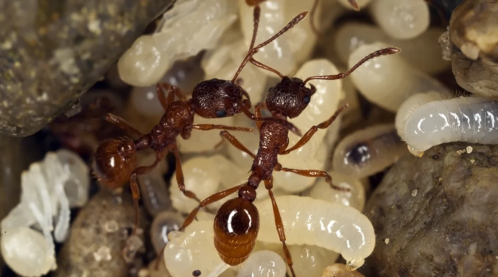 What Happens to Fire Ants During Winter in Glen Ellyn?