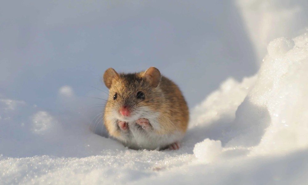 Winter Rodents in Hannibal: Attics and Basements